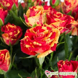 розы спрей Файер Флеш в Нижнем Новгороде