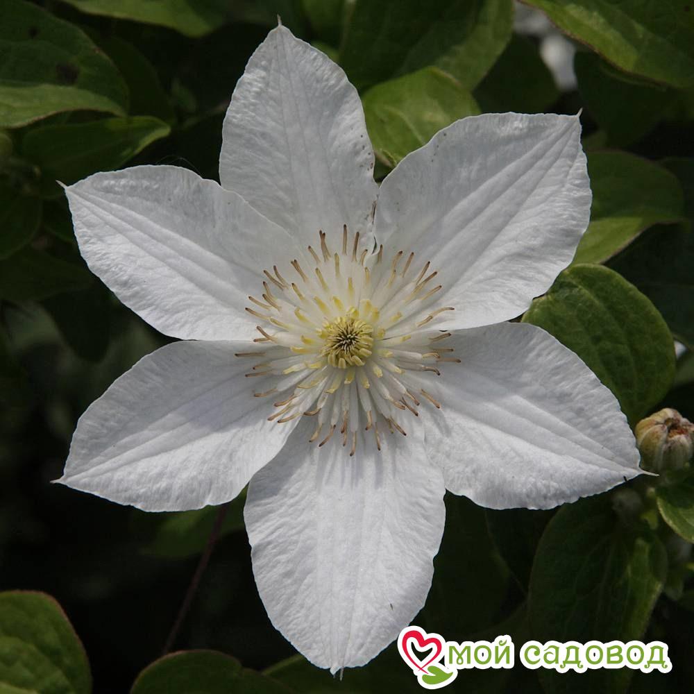 Клематис белый. Clematis Apollonia. Клематис Apollonia. Клематис Clematis Apollonia. Ванда Руткевич клематис.