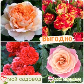 Комплект роз! Роза плетистая, спрей, чайн-гибридная и Английская роза в одном комплекте в Нижнем Новгороде