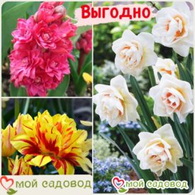 Весенний набор луковичных цветов! в Нижнем Новгороде