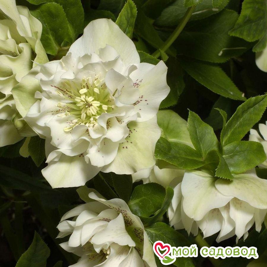 Морозник восточный Дабл Эллен Уайт