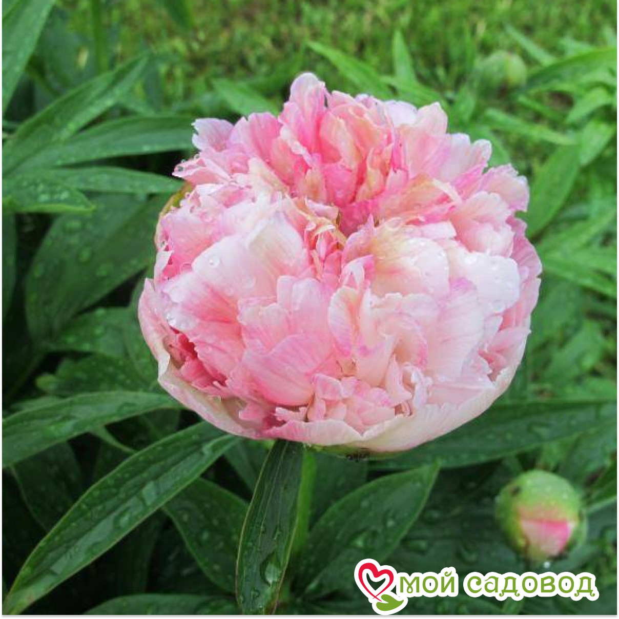 Пион Мутабилис